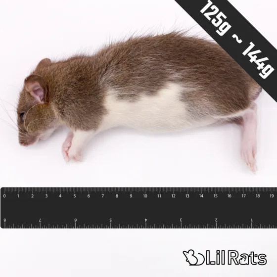 冷凍ラット アダルトM(125〜144g)
