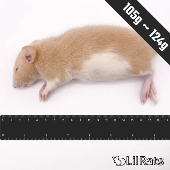 冷凍ラット アダルトS(105〜124g)