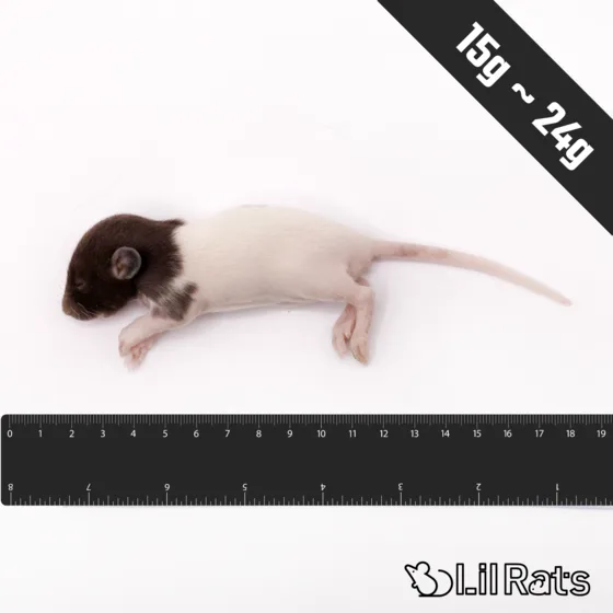 冷凍ラット ファジー(15〜24g)