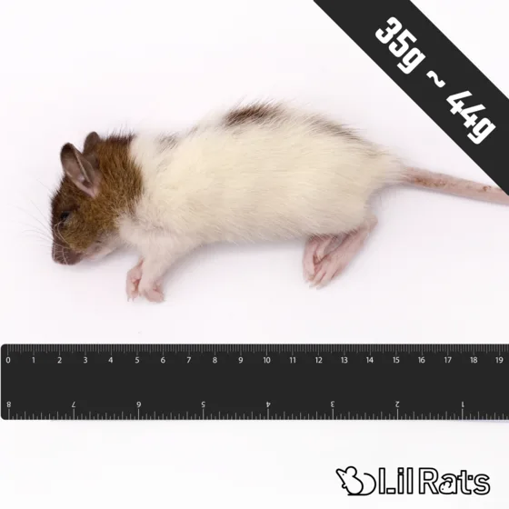 冷凍ラット ホッパーM(35〜44g)