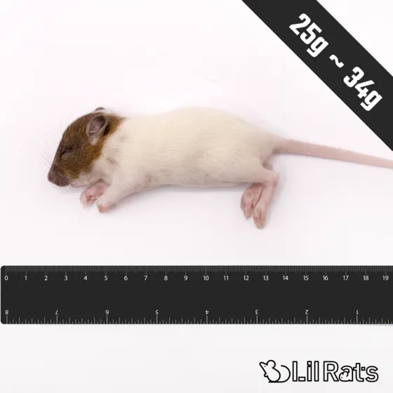 冷凍ラット ホッパーS(25〜34g)