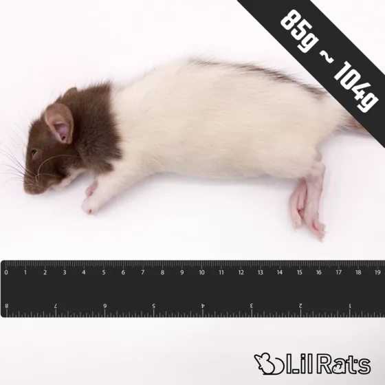 冷凍ラット ヤングL(85〜104g)
