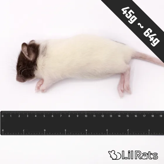 冷凍ラット ヤングS(45〜64g)