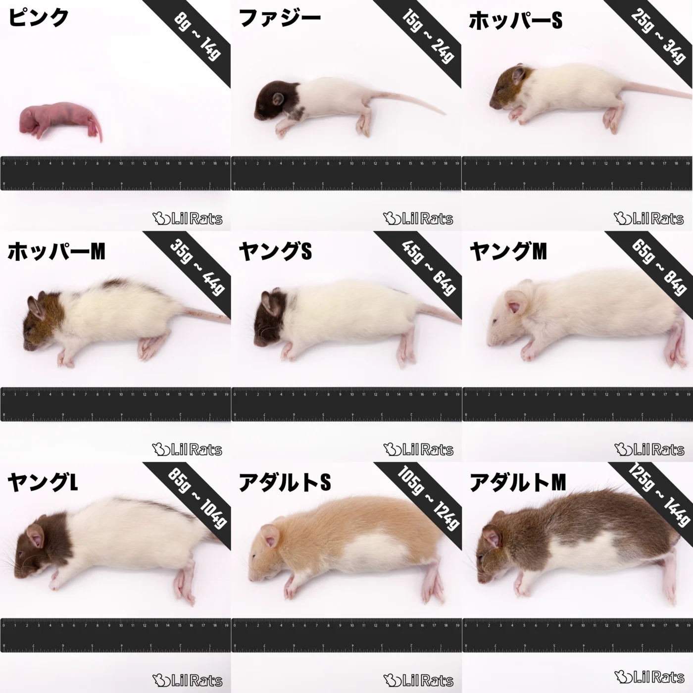 ピンクからアダルトMまで、冷凍ラット9サイズの比較。各サイズにグラム帯を表示