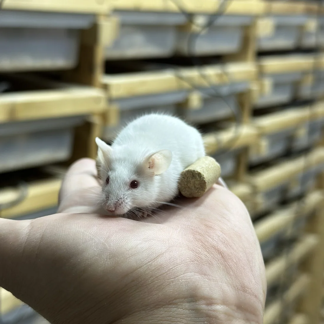 手のひらにのった白いマウス